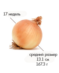 17 недель лук.jpg